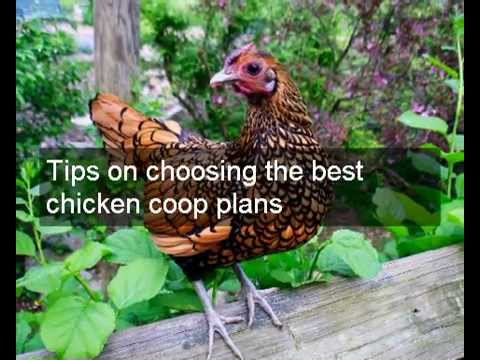 Chicken coop plans for 12 chickens | Designs &amp; detailed 
