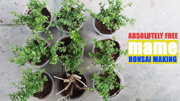 How to make a Mame Bonsai Tree | Absolutely Free
