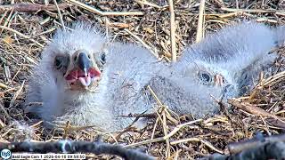 USS Bald Eagle Cam 1 on 4-10-26 @ 09:57 Super Zoom in on USS9 & USS10 USS 11 napping on the right screenshot 5
