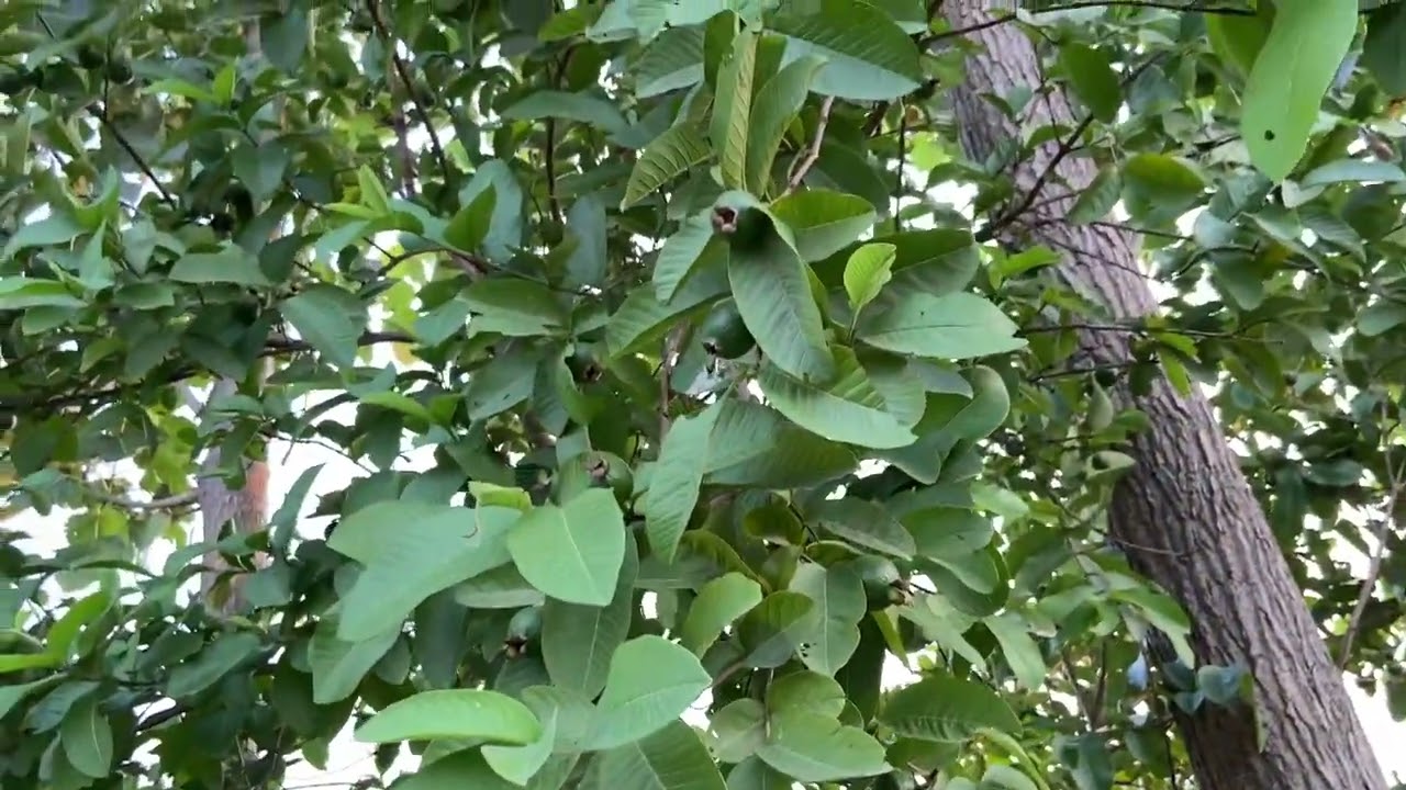 अमरूद का पेड़ ka fayde 