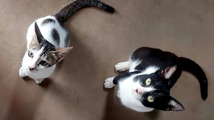 Video 10213011: cat meow kitten pets, catlife funnycats cats, cat meow pets baby, cat meow pet animal, cat meowing pets cute, kitten funny meow pets