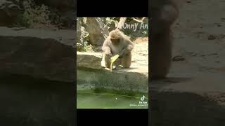 Cute And Funny Animals Video Compilation Part- 2