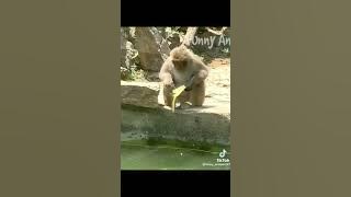 Cute and funny animals video compilation 😂😂😂 part- 2