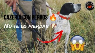 Cacera De Venado Cola Blanca Con Perrosmisaventurasdecaza 