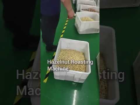 Hazelnut Roasting Machine Is Discharging Roasted Hazelnuts Goldenmachineries Com