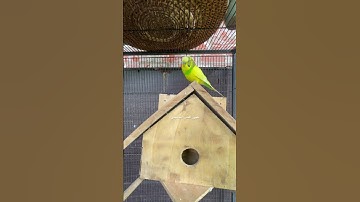 #سورة_الفاتحة #القرآن_الكريم فضل السورة في مربع التعليقات #طيور #مصر #امريكا #العراق #quran #birds