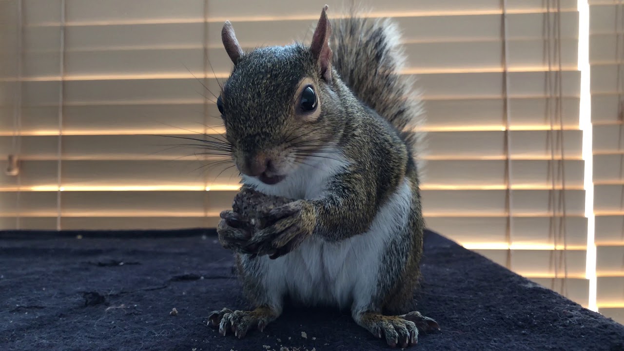 Serena Loves Henry's Squirrel Blocks (Nom Nom Nom!) 😍😋😍 - YouTube