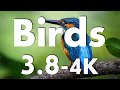 Birds-3 (4.5K)