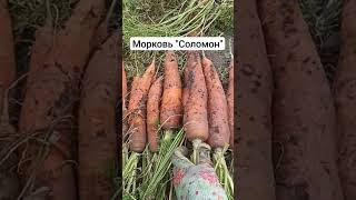 Морковь Соломон, всегда хороший урожай!