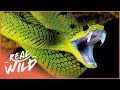 The Most Feared Reptile On The Planet Asia S Deadliest Snakes Real Wild 