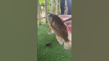 Câu rô phi ngày mưa bão ở ruộng rau muống #cauca #fishing #tilapia #caucathugian #fish