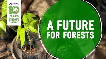10 Years of Cocoa Life: A Future for Forests