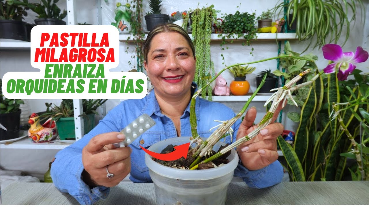La Pastilla Mágica para Enraizar Orquideas en Días 