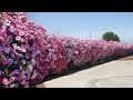 Climbing Flower For Fences | Beautiful House | Beautiful Garden