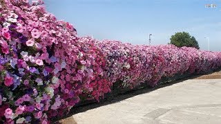 Climbing Flower For Fences | Beautiful House | Beautiful Garden