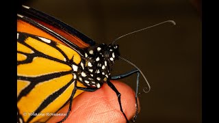 Papillon Monarque Rééducation Dune Trompe À Zip Partiel