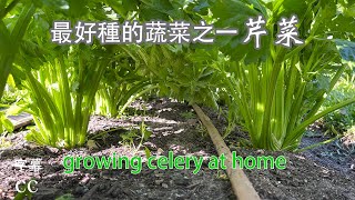 家庭菜園种芹菜，掌握好种植时间 ，温度,浇水和施肥.约50天就可以收获 growing celery from seedlings 種一次吃一年.