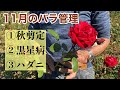 11月のバラ管理、秋剪定など【バラ生産農家の場合】