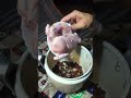 كبسة دجاج شتوية كبسة دجاج شتوية