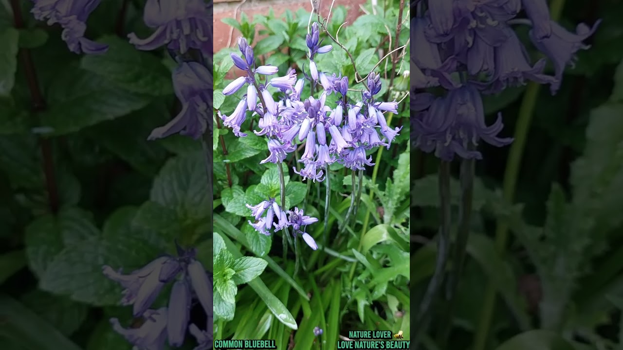 Common Bluebell in my Garden, Love nature's @Love nature's beauty