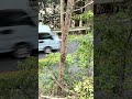 【道路沿い線路際伐採】 #アーボプラス #林業 #特殊伐採