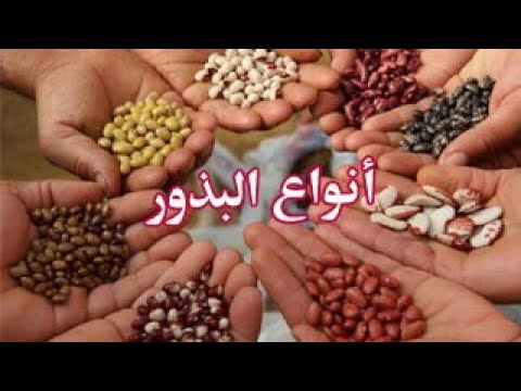 أنواع البذور
