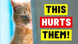 These 9 Everyday Things Hurt Your Cat's Feelings! (Be careful)