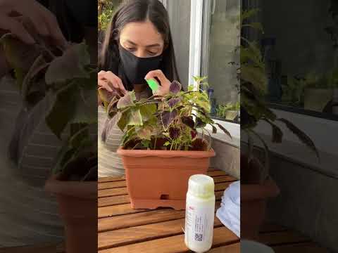 فيديو: مكافحة البياض الدقيقي الداخلي - إصلاح البياض الدقيقي على النباتات المنزلية
