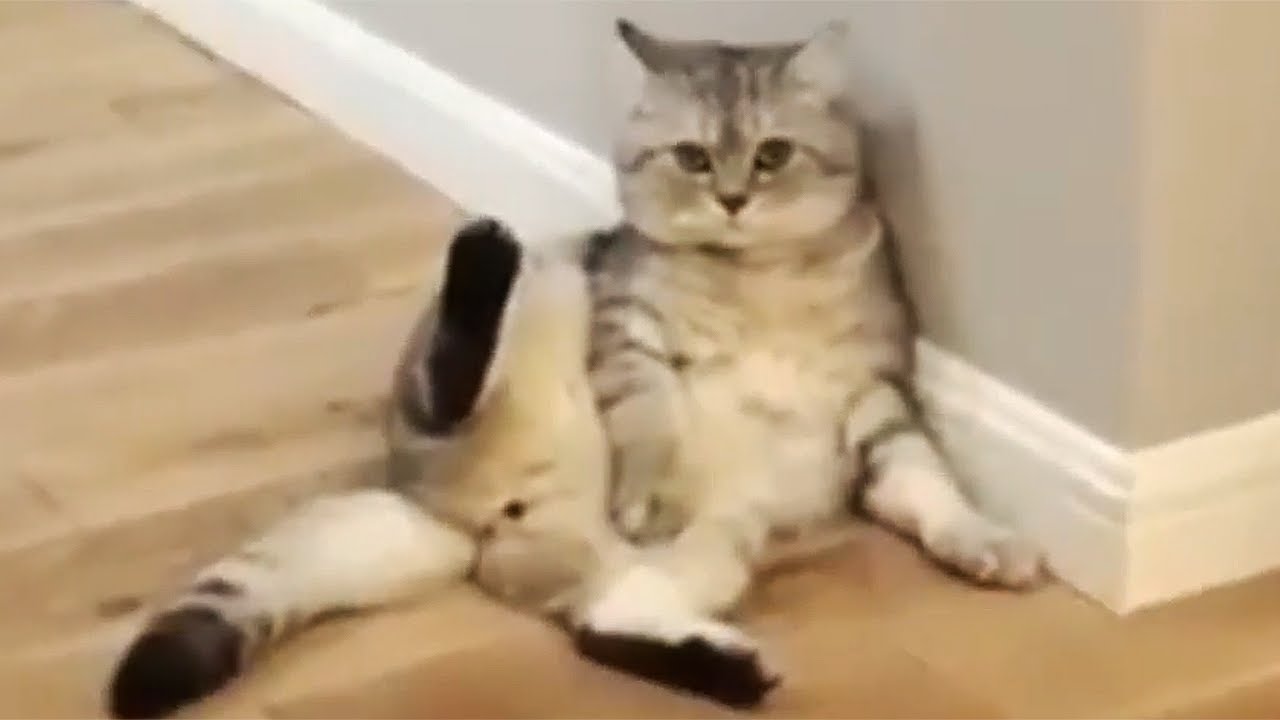 Was Tiere So Denken MEGA 1