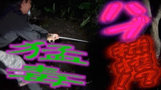 金さんと行くサバイバル ハブを捕まえろ！ #1