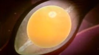 How an Egg Becomes a Baby Penguin | BBC Studios