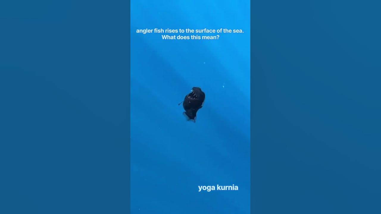 angler-fish-rises-to-the-surface-of-the-sea-what-does-this-mean-youtube