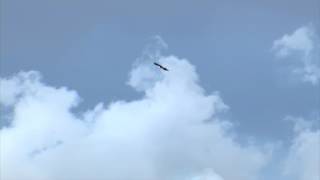 Bald Eagle poops freedom