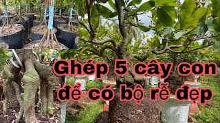 Chia sẽ Cách làm bộ rễ đẹp ,của anh xây khá đẹp và rất kỳ công