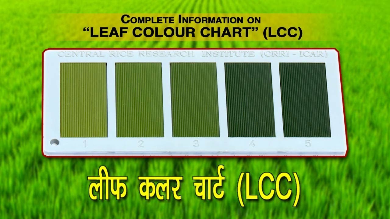 How To Use Leaf Color Chart