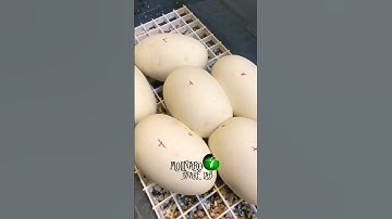 Sorry, This video freezes. But I reposted a better version! #molinarosnakelab #shorts #royalpython