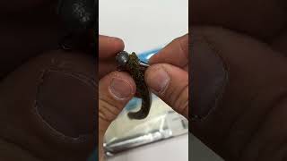 The SECRET to my shakyhead SUCCESS; quick fishing tips!