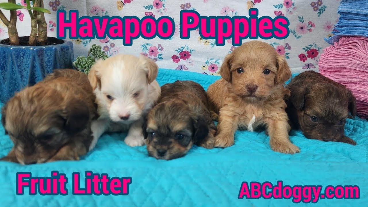 Havapoo Puppies * Родители — Люси и Чи Чи * Родились 20 января 2026 г. * ABCdoggy.com