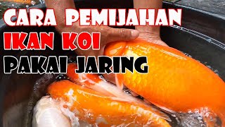 Cara Pemijahan Ikan Koi Pakai Jaring