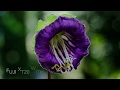 flower close-ups from GBB. Fuji XT20 with MCEX16