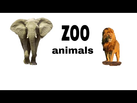 Video: Kebun Binatang Lain Untuk Membunuh Jerapah Muda! Haruskah Kita Menyerah Di Kebun Binatang?