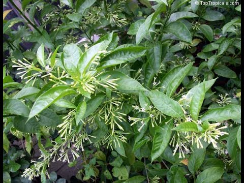 Night Blooming Jasmine - Complete Care For Excellent Flowering With Result