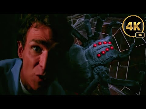 Spiders