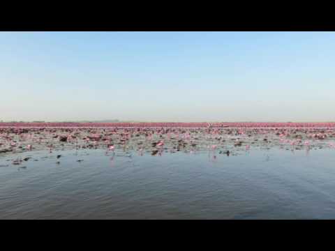 Video: So Besuchen Sie Thailands Red Lotus Sea - Matador Network