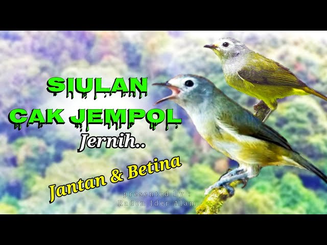 Suara Siulan Burung Cak Jempol OPIOR JAWA class=