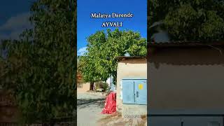 Malatya Darende Ayvalı