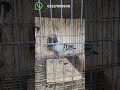 Salepost #pigeon #kabutar