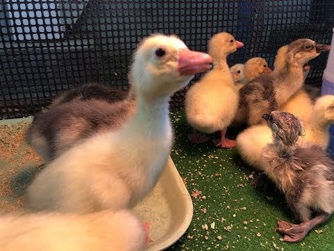 平成最後の東武動物公園の赤ちゃん動物 ガチョウのヒナ定点 Youtube