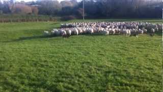 Moving Sheep The Easy Way With The Redhill Charollais Team