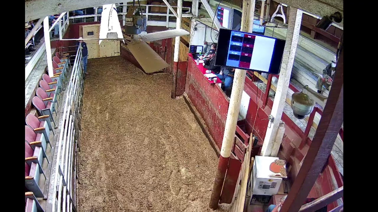 South Branch Valley Livestock Exchange Live Stream YouTube